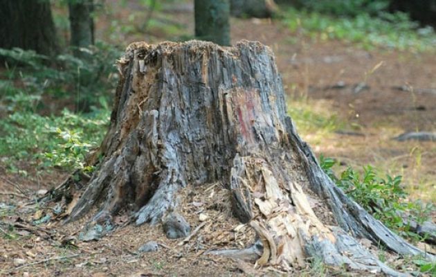 tree-stump-termite